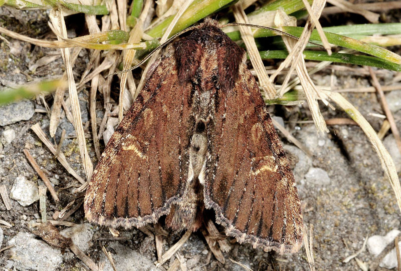 Apamea crenata - Noctuidae